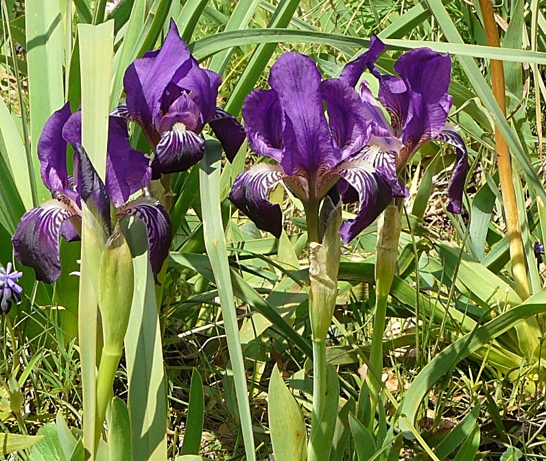 Iris da determinare